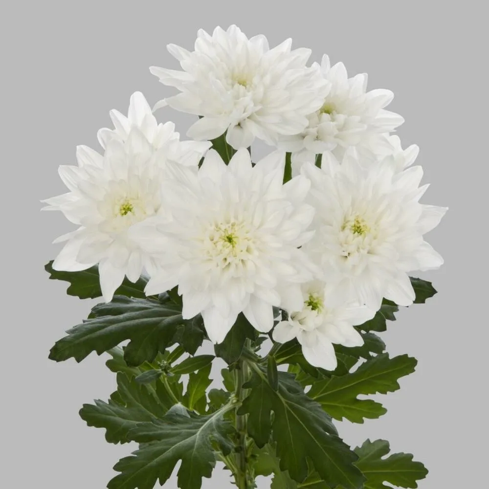 Детальный вид хризантемы Балтика в Санкт-Петербурге